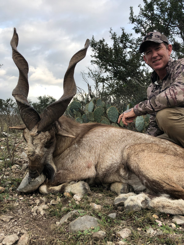 Markhor Nov 2018 South Texas